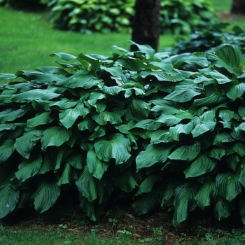 Hosta 'Honeybells' (032237)