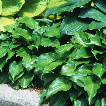 Hosta 'Invincible' (032239)