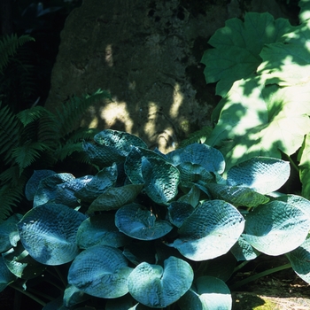 Hosta 'Tokudama Aureonebulosa' (032242)