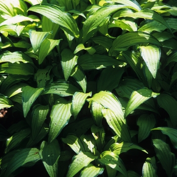 Hosta 'Kabitan' (032246)