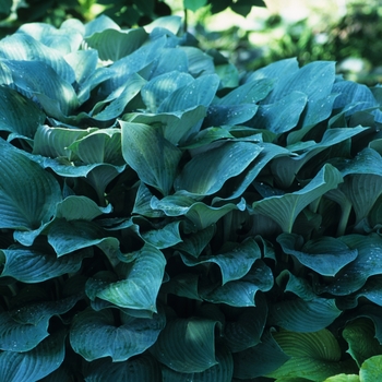 Hosta 'Krossa Regal' (032248)