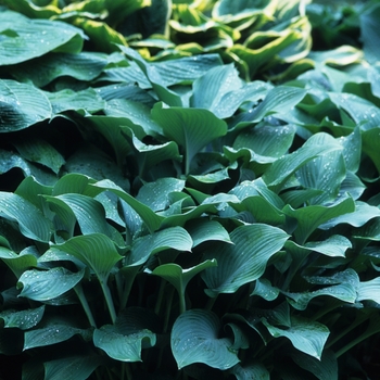 Hosta 'Krossa Regal' (032249)