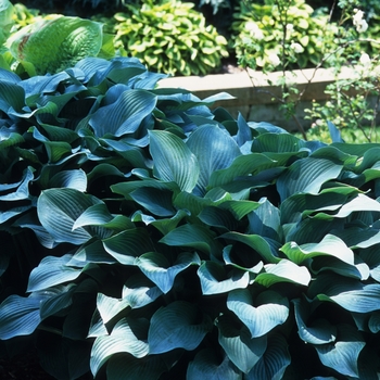 Hosta 'Krossa Regal' (032250)