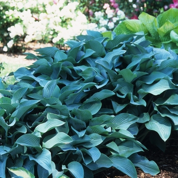 Hosta 'Krossa Regal' (032251)