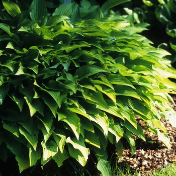 Hosta 'Lemon Lime' (032254)