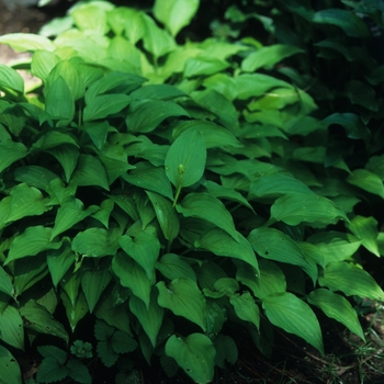 Hosta 'Lemon Lime' (032255)