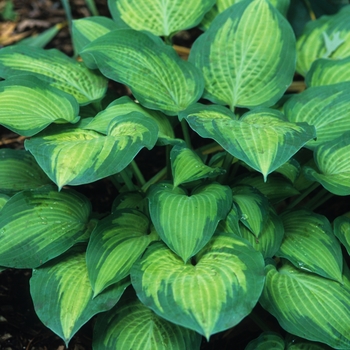 Hosta 'Paul's Glory' (032269)