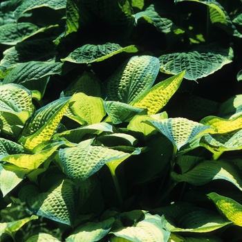 Hosta 'Paul's Glory' (032270)