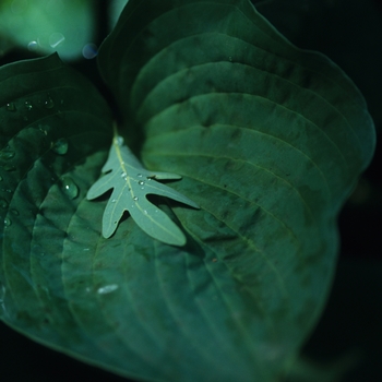 Hosta 'Pearl Lake' (032271)