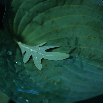 Hosta 'Pearl Lake' (032272)