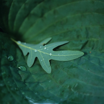 Hosta 'Pearl Lake' (032273)