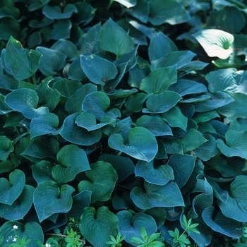 Hosta 'Pearl Lake' (032274)