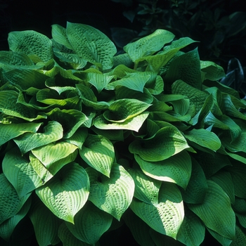 Hosta 'Piedmont Gold' (032277)