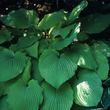 Hosta 'Piedmont Gold' (032278)