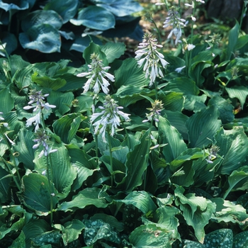 Hosta 'Bold Ruffles' (032286)