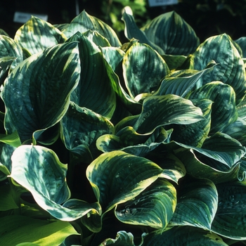 Hosta 'Sagae' (032288)