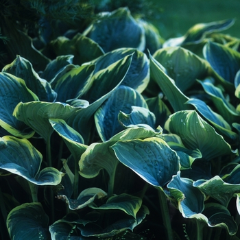 Hosta 'Sagae' (032289)