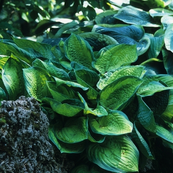 Hosta 'September Sun' (032291)