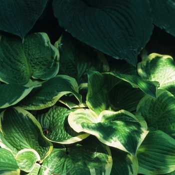 Hosta 'Shade Fanfare' (032292)