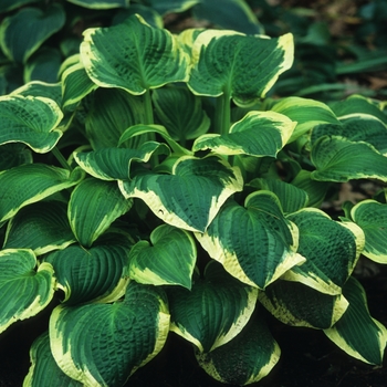 Hosta 'Shade Fanfare' (032293)