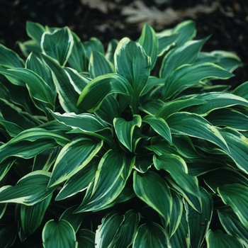 Hosta 'Silveraldo' (032296)