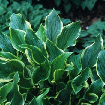 Hosta 'So Sweet' (032297)