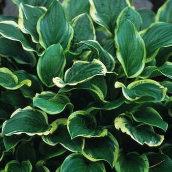 Hosta 'So Sweet' (032298)