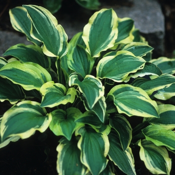 Hosta 'Sparky' (032300)