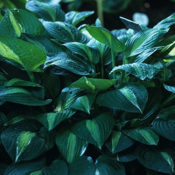 Hosta 'Striptease' (032302)