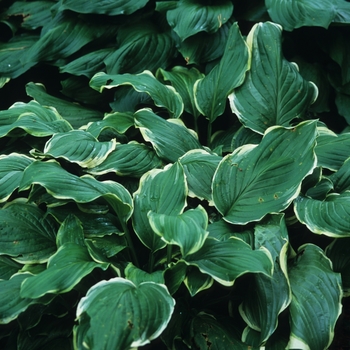 Hosta 'Sugar and Cream' (032303)