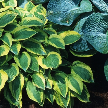 Hosta 'Sultana' (032305)