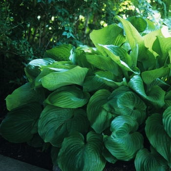 Hosta 'Sum and Substance' (032306)