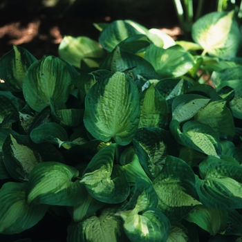 Hosta 'Summer Music' (032310)