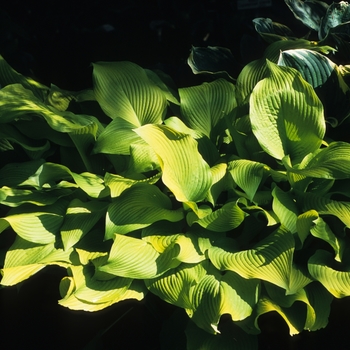 Hosta 'Sun Power' (032311)