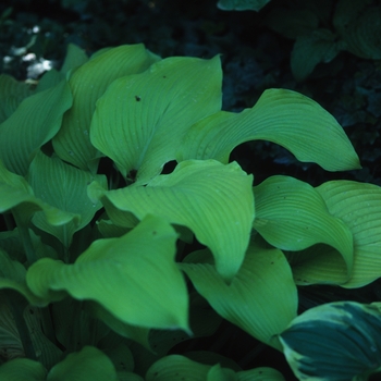 Hosta 'Sun Power' (032312)