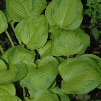 Hosta 'Tattoo' (032317)