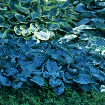 Hosta tokudama '' (032321)