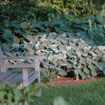 Hosta tokudama '' (032323)