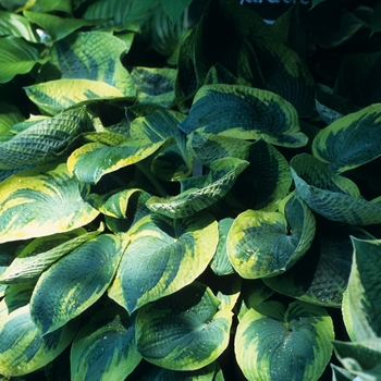 Hosta 'Tokudama Flavocircinalis' (032326)