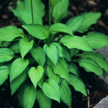 Hosta 'Twist of Lime' (032328)