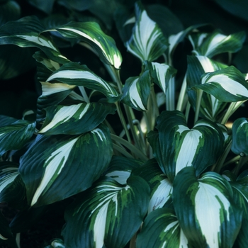 Hosta undulata 'Albo-marginata' (032329)