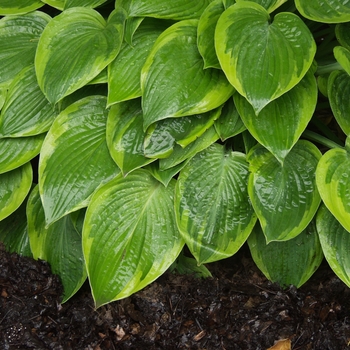 Hosta 'Viette Yellow Edge' (032333)