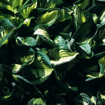 Hosta 'Whirlwind' (032334)