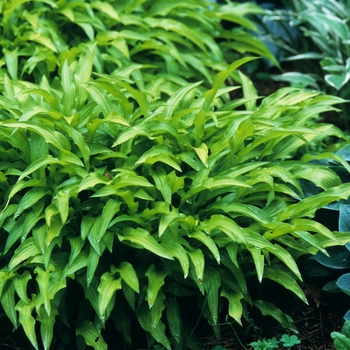 Hosta 'Chartreuse Wiggles' (032339)