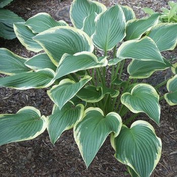 Hosta 'Yellow River' (032341)