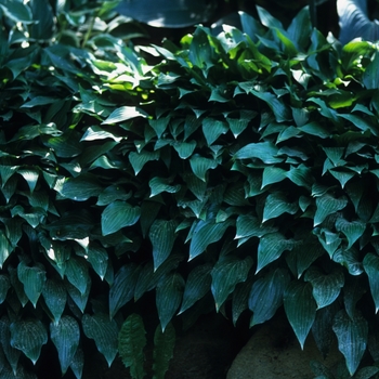 Hosta lancifolia '' (032343)