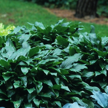 Hosta lancifolia '' (032344)