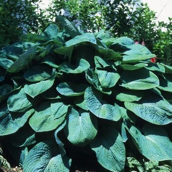 Hosta sieboldiana 'Elegans' (032347)