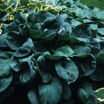 Hosta sieboldiana 'Elegans' (032348)