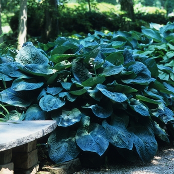 Hosta sieboldiana 'Elegans' (032349)